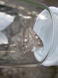 Attēlu rezultāti vaicājumam “Udea olivalis”