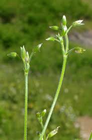 Attēlu rezultāti vaicājumam “Cerastium holosteoides”