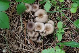 Attēlu rezultāti vaicājumam “Lactarius lygniotus”