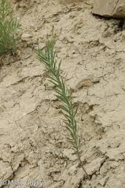 Attēlu rezultāti vaicājumam “Linaria loeselii”