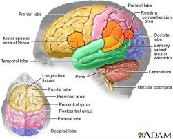 Image result for map of the brain