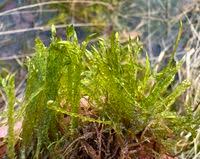 Attēlu rezultāti vaicājumam “Straminergon stramineum”