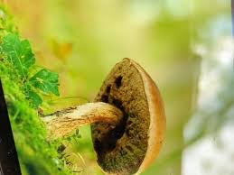 Attēlu rezultāti vaicājumam “Didymium clavus”