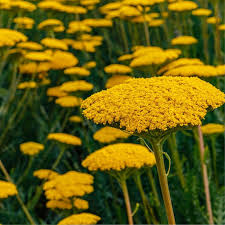 Attēlu rezultāti vaicājumam “Achillea salicifolia flower”