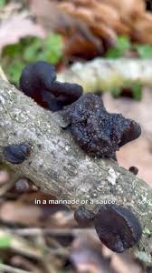 Attēlu rezultāti vaicājumam “Exidia glandulosa”