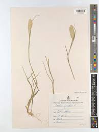 Attēlu rezultāti vaicājumam “Phalaroides arundinacea fruit”