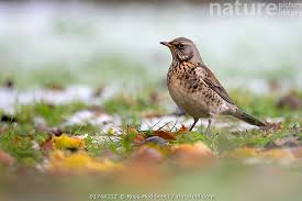 Attēlu rezultāti vaicājumam “Turdus pilaris”