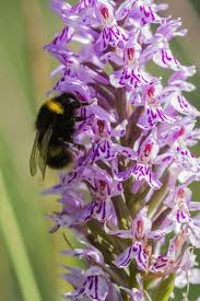 Attēlu rezultāti vaicājumam “Dactylorhiza fuchsii flower”