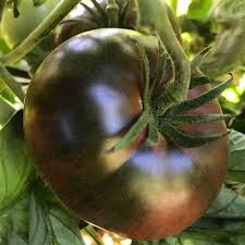 Afbeeldingsresultaat voor black sea man tomato