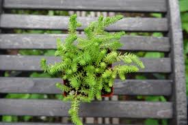 Attēlu rezultāti vaicājumam “Sedum acre leaf”
