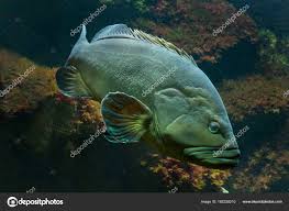 Image result for Epinephelus marginatus