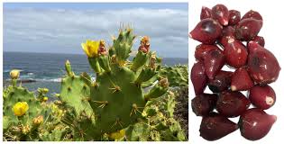 Attēlu rezultāti vaicājumam “Nardus stricta fruit”