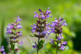 Image result for Salvia officinalis