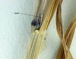 Attēlu rezultāti vaicājumam “Enteridium liceoides sessile”