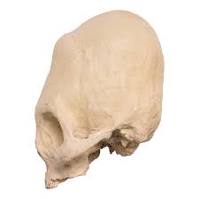 Image result for elongated skulls