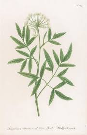 Attēlu rezultāti vaicājumam “Angelica palustris”