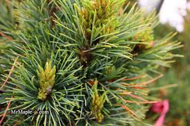 Attēlu rezultāti vaicājumam “Pinus cembra”