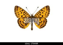 Attēlu rezultāti vaicājumam “Clossiana selene upperside”