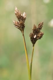 Attēlu rezultāti vaicājumam “Carex leporina”