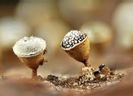 Attēlu rezultāti vaicājumam “Craterium aureonucleatum”