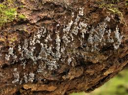 Attēlu rezultāti vaicājumam “Badhamia capsulifera var. arborea”