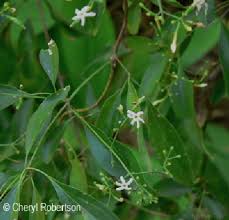 Attēlu rezultāti vaicājumam “Didymium xanthopus”