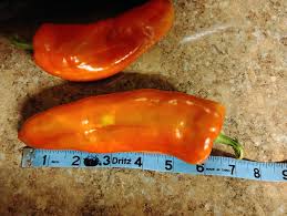 Afbeeldingsresultaat voor aconcagua sweet pepper