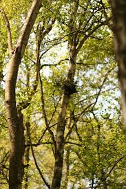 Attēlu rezultāti vaicājumam “Taphrina betulina”