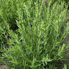 Image result for Hyssopus officinalis