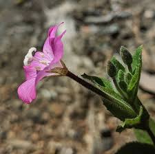Attēlu rezultāti vaicājumam “Epilobium hirsutum leaf”