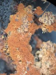 Attēlu rezultāti vaicājumam “Polycephalomyces tomentosus”