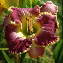 Image result for Hemerocallis `Moses Fire`