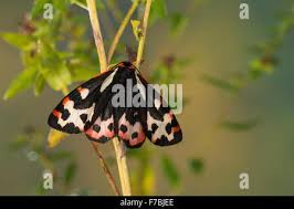 Attēlu rezultāti vaicājumam “Parasemia plantaginis female”