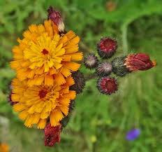 Attēlu rezultāti vaicājumam “Pilosella aurantiaca flower”