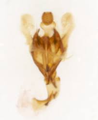 Attēlu rezultāti vaicājumam “Coleophora alticolella”