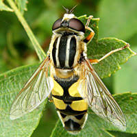Attēlu rezultāti vaicājumam “Helophilus hybridus male”