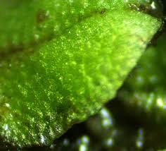 Attēlu rezultāti vaicājumam “Ricciocarpos natans”