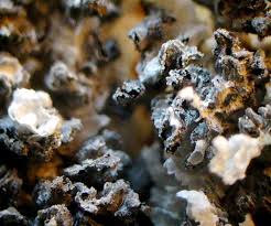 Attēlu rezultāti vaicājumam “Didymiaceae”