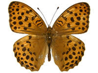 Attēlu rezultāti vaicājumam “Argynnis laodice female”