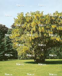 Attēlu rezultāti vaicājumam “Laburnum anagyroides”