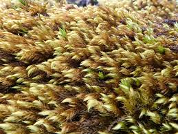 Attēlu rezultāti vaicājumam “Sciuro-hypnum reflexum sporophyte”