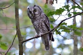 Image result for Aegolius funereus