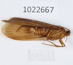 Attēlu rezultāti vaicājumam “Potamophylax”