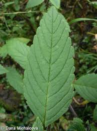 Attēlu rezultāti vaicājumam “Galeopsis bifida leaf”