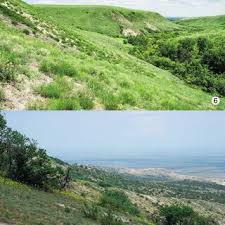 Attēlu rezultāti vaicājumam “Perichaena corticalis sessile”