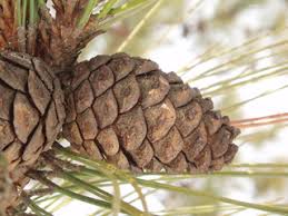 Attēlu rezultāti vaicājumam “Pinus ponderosa fruit”