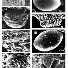 Attēlu rezultāti vaicājumam “Licea minima spores”