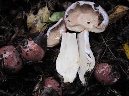 Attēlu rezultāti vaicājumam “Cortinarius praestans”