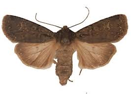 Attēlu rezultāti vaicājumam “Euxoa nigricans”