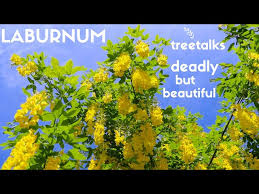 Attēlu rezultāti vaicājumam “Laburnum”